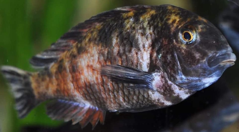 Tropheus sp. 'red' Cape Kipimbi (Kushangaza)